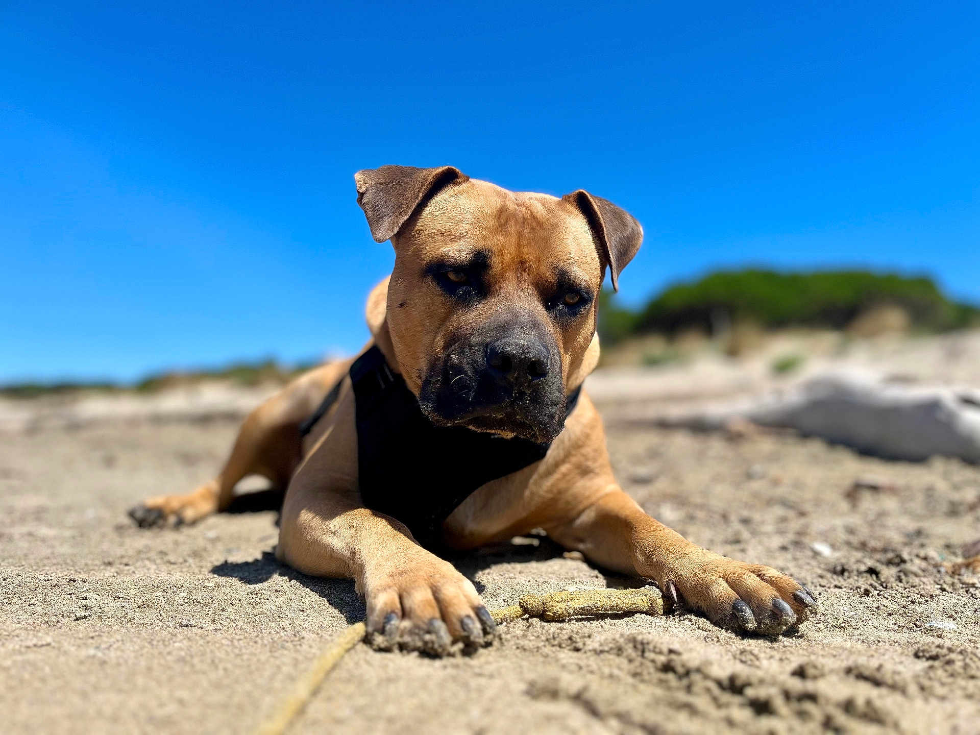 Baki a rejoint le concours — aidez-le/la à gagner de superbes lots ! dog, sand, outdoor, blue_sky, rope_toy, animal, pet, lying_down, close_up, sunny, nature, brown_dog, canine, beach, daytime, ears, paws, focused, shallow_depth_of_field, background_blur