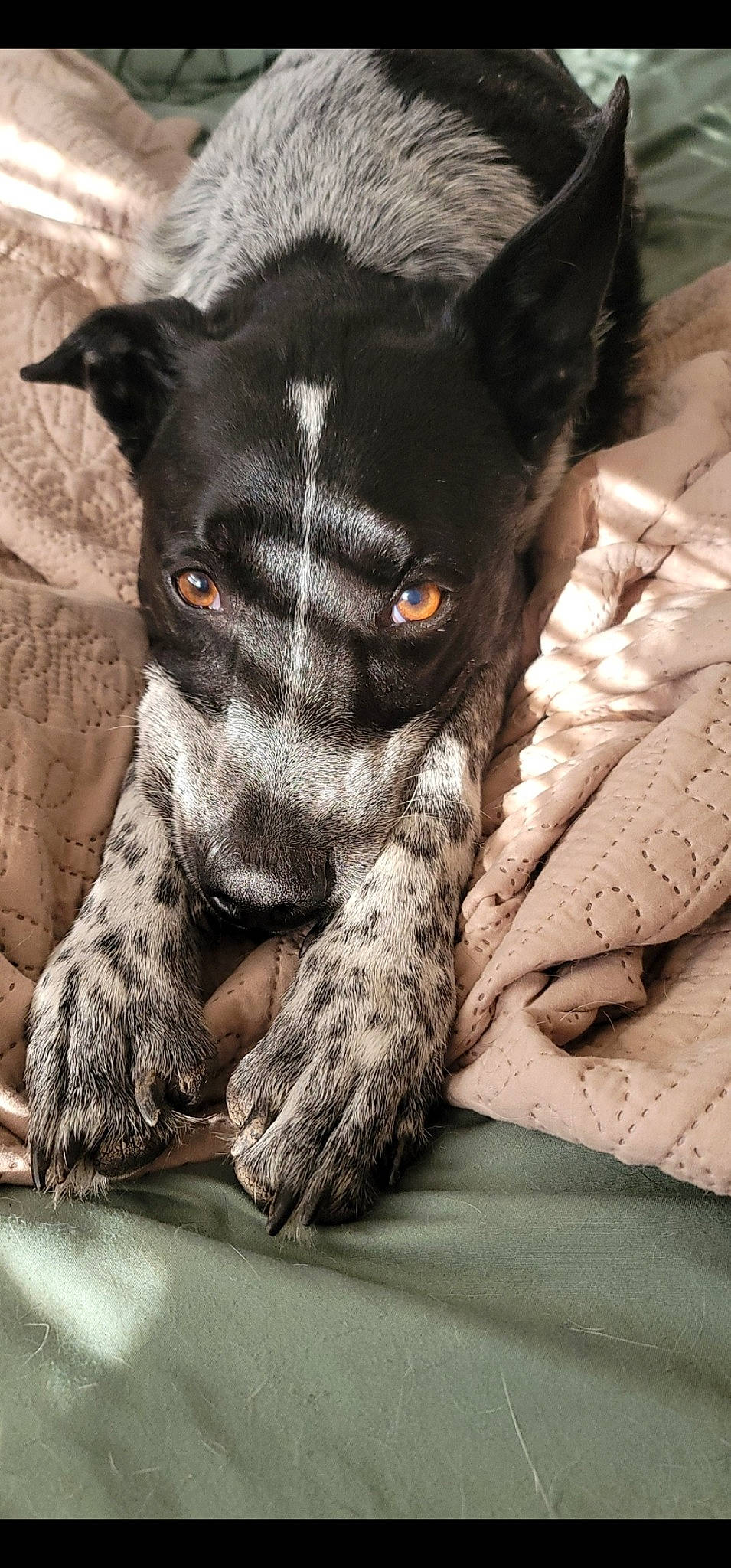 Loki joined the competition — help win amazing prizes! canidae, carmine, carnivore, claw, comfort, companion_dog, dog, dog_breed, ear, fawn, felidae, fur, grey, paw, snout, sporting_group, terrestrial_animal, toy_dog, whiskers, working_animal