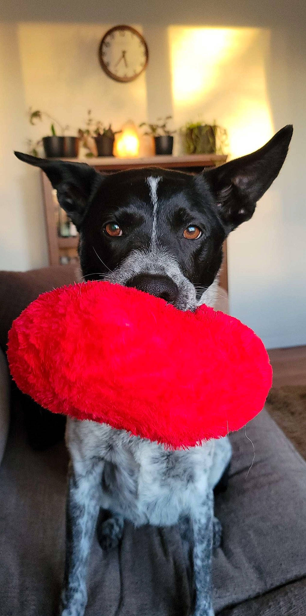 Loki joined the competition — help win amazing prizes! canidae, carnivore, chair, collar, companion_dog, costume_hat, dog, dog_breed, dog_clothes, dog_collar, dog_supply, fawn, fur, hat, party_hat, pet_supply, snout, sporting_group, whiskers, working_animal