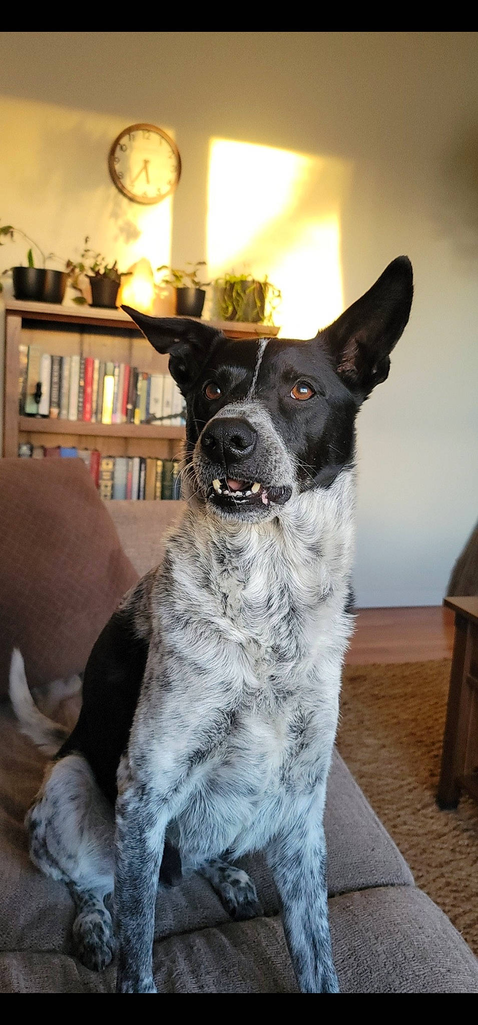 Loki joined the competition — help win amazing prizes! bookcase, canidae, carnivore, clock, collar, companion_dog, couch, dog, dog_breed, fawn, fur, grey, lamp, picture_frame, shelf, snout, sporting_group, whiskers, working_animal, working_dog