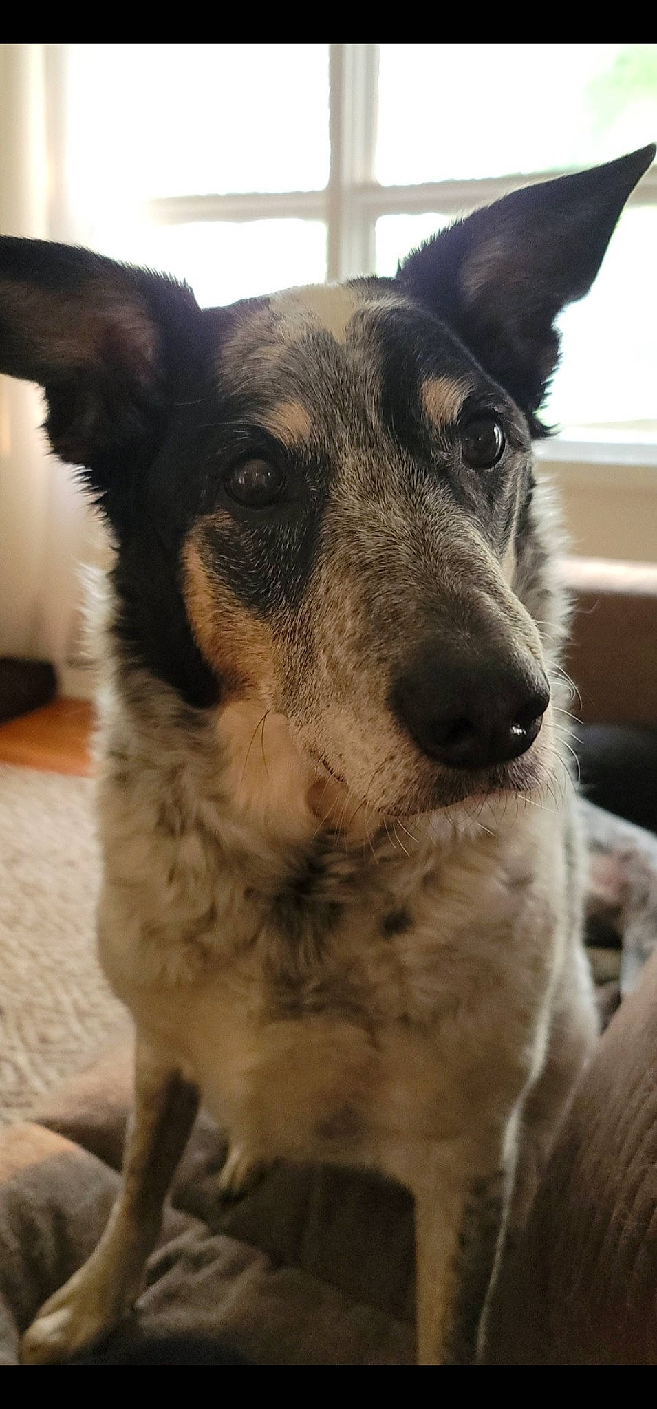 Carly is registered to the contest to win money with this photo: canidae, carnivore, collar, companion_dog, dog, dog_breed, dog_collar, ear, fawn, fur, herding_dog, paw, snout, sporting_group, terrestrial_animal, texas_heeler, whiskers, window, working_animal, working_dog