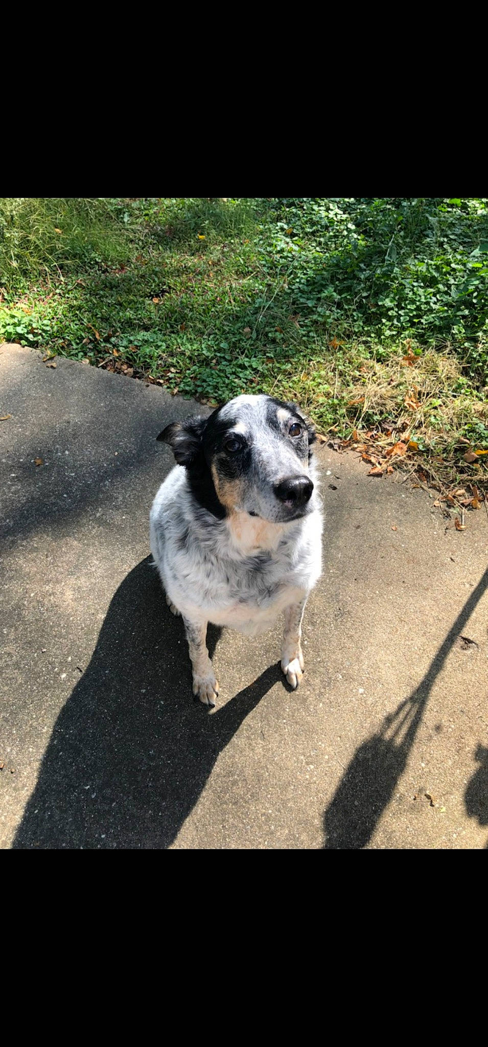 Carly joined the competition — help win amazing prizes! asphalt, australian_cattle_dog, carnivore, companion_dog, dog, dog_breed, grass, plant, road_surface, shadow, soil, sporting_group, street_dog, tail, tints_and_shades, whiskers, working_animal, working_dog