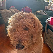 Zoey joined the competition — help win amazing prizes! canine, couch, cozy, curly_fur, decor, dog, domestic, furniture, houseplant, indoor, living_room, pet, pillow, plant, portrait, red_cup, sunlight, table, window, wooden_floor