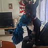 dog, black_dog, rope_toy, living_room, couch, window, lamp, tv, table, flag, swords, pet, indoor, playful, curious, white_chest, furniture, home, animal, canine