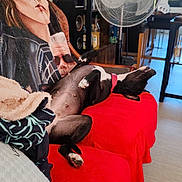 Shyva a rejoint le concours — aidez-le/la à gagner de superbes lots ! dog, black_and_white, couch, red_blanket, blanket, pillow, fan, living_room, relaxed, indoor, fur, pet, nose, paw, upside_down, resting, home, furniture, window, table