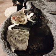 Luciole a rejoint le concours — aidez-le/la à gagner de superbes lots ! adorable, animal, cat, cats, comfort, companions, cozy, cute, domestic_cat, feline, fur, furry, indoor, pet_bed, relaxation, resting, sleeping, snuggling, two_animals, whiskers