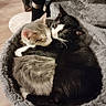 adorable, animal, cat, cats, comfort, companions, cozy, cute, domestic_cat, feline, fur, furry, indoor, pet_bed, relaxation, resting, sleeping, snuggling, two_animals, whiskers