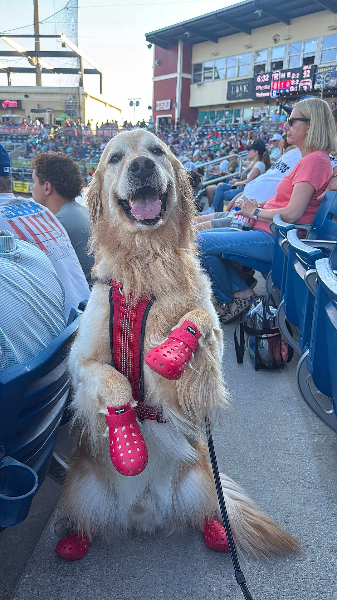 Oakley joined the competition — help win amazing prizes! dog, golden_retriever, pet, booties, harness, stadium, seated, people, spectator, crowd, smiling, happy, outdoor, daytime, leash, sidewalk, animal, canine, cheerful, sporting_event