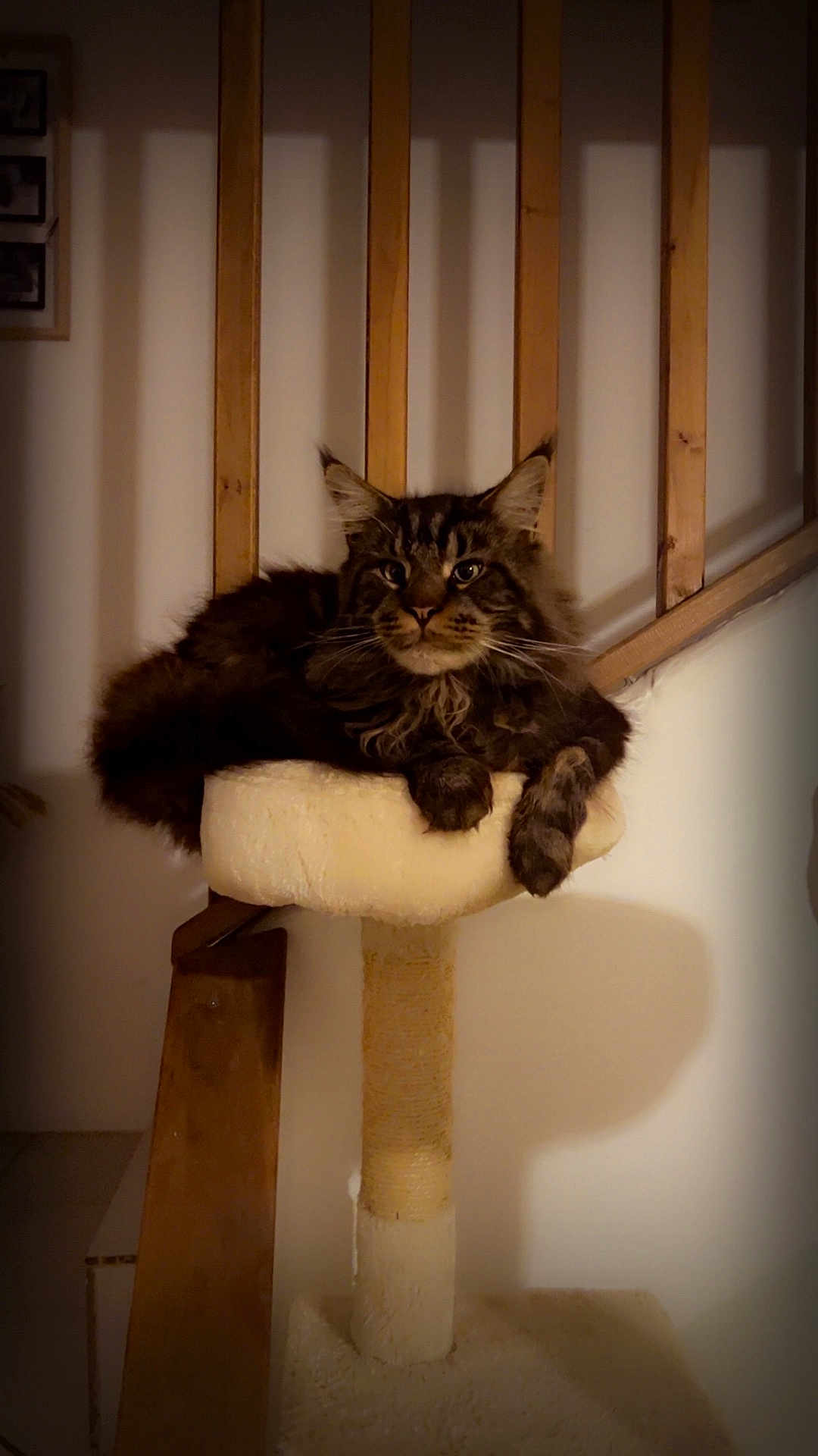 Lion participe au concours pour gagner de l'argent avec cette photo : cat, tabby, long_hair, feline, pet, cat_tree, scratching_post, paw, whiskers, indoor, home_interior, cozy, portrait, sitting, wooden_rail, staircase, shadow, soft_light, plush, relaxed