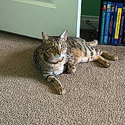 Jack-Jack joined the competition — help win amazing prizes! animal, books, bookshelf, carpet, cat, cozy, door, dvd, ears, feline, floor, home, indoor, lying_down, mammal, pet, relaxed, striped, tabby_cat, whiskers