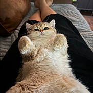 Pixie joined the competition — help win amazing prizes! cat, kitten, fluffy, golden, fur, belly_up, raised_paws, whiskers, ears, eyes, nose, pet, animal, indoor, couch, blanket, lap, cozy, portrait, funny