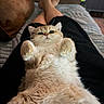 cat, kitten, fluffy, golden, fur, belly_up, raised_paws, whiskers, ears, eyes, nose, pet, animal, indoor, couch, blanket, lap, cozy, portrait, funny