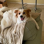 Jimmy joined the competition — help win amazing prizes! armrest, bar_stool, canine, companion, couch, cute, dog, domestic_animal, floor, friendly, fur, furniture, happy, home, indoor, pet, relaxed, smiling, tail, tile
