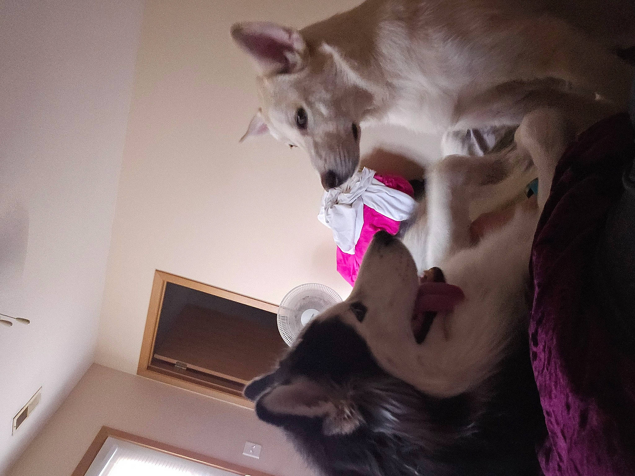 Milo is registered to the contest to win money with this photo: carnivore, ceiling, comfort, companion_dog, dog, dog_breed, ear, fawn, felidae, fur, jaw, magenta, picture_frame, small_to_medium_sized_cats, snout, sporting_group, tail, vertebrate, whiskers, window