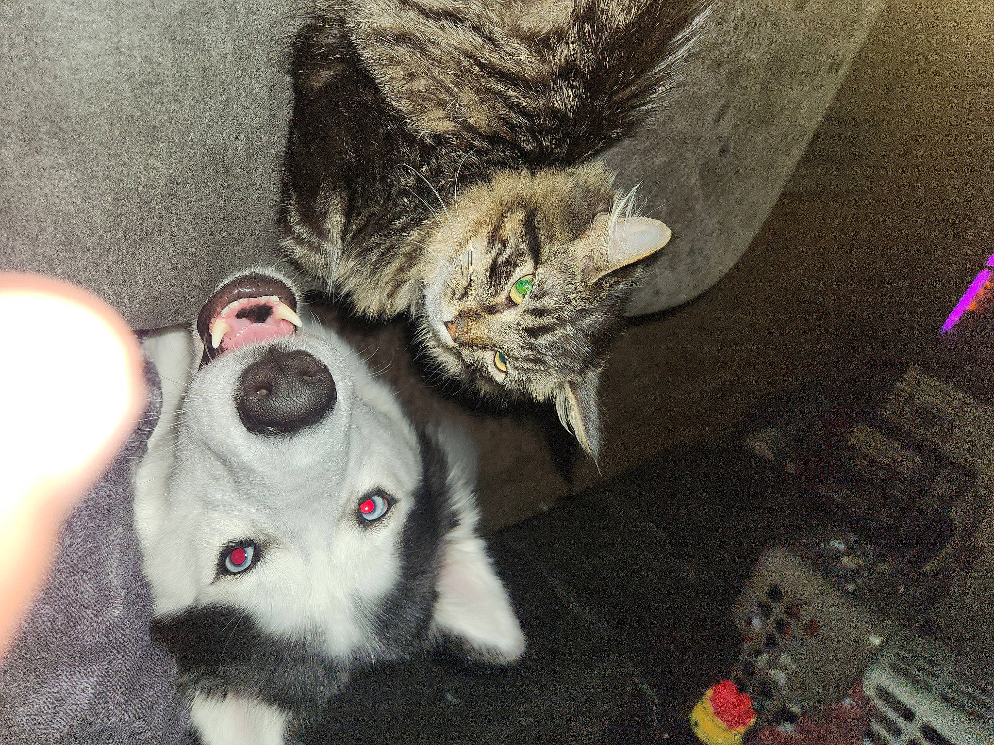 Milo joined the competition — help win amazing prizes! audio_equipment, carnivore, cat, claw, comfort, domestic_short_haired_cat, felidae, foot, fur, grey, paw, small_to_medium_sized_cats, snout, tail, toy, whiskers