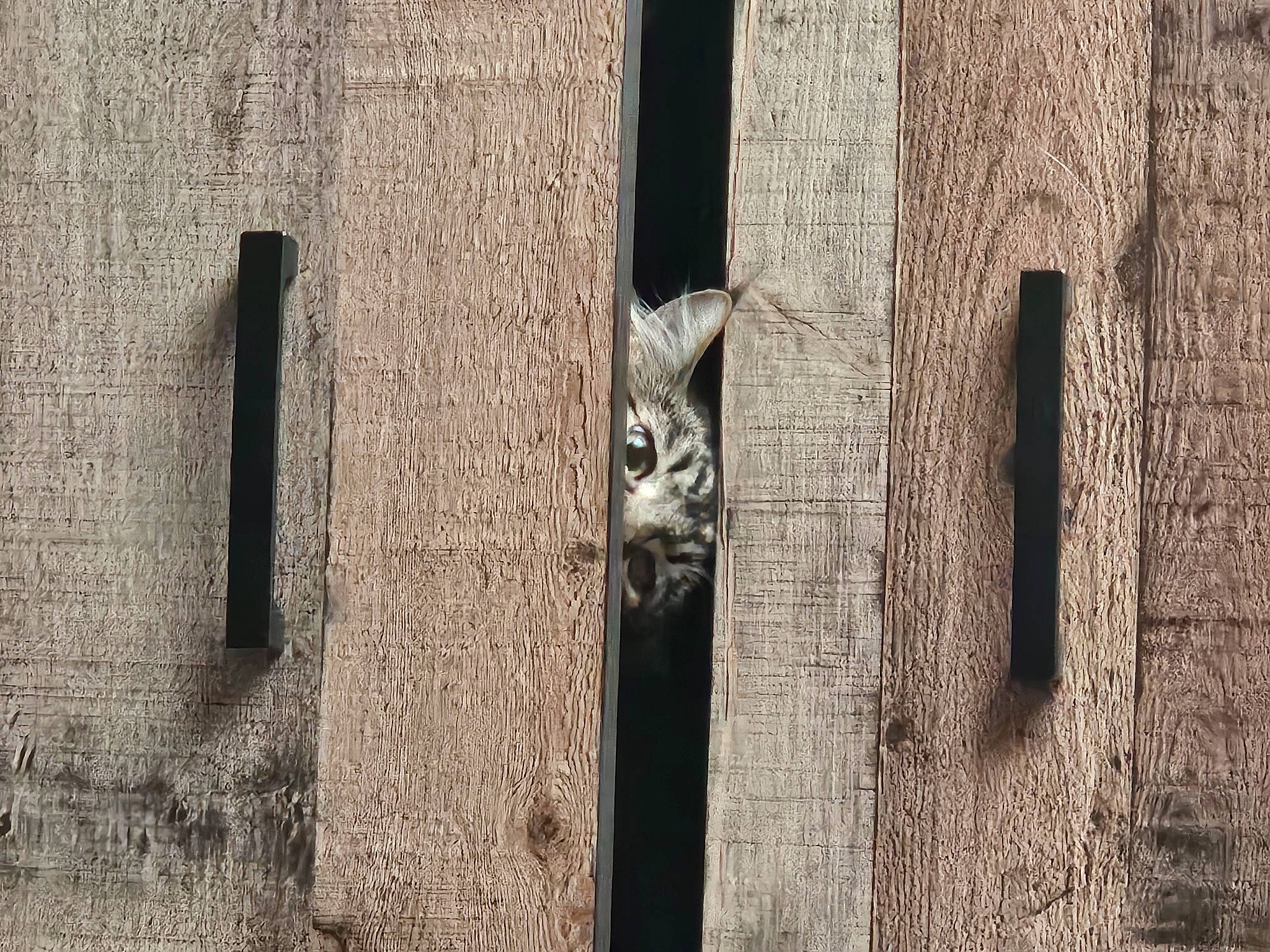 Rocket is registered to the contest to win money with this photo: brick, carnivore, facade, felidae, font, grass, grey, home_door, landscape, metal, monochrome, monochrome_photography, pattern, rectangle, sculpture, snout, terrestrial_animal, tints_and_shades, trunk, wood