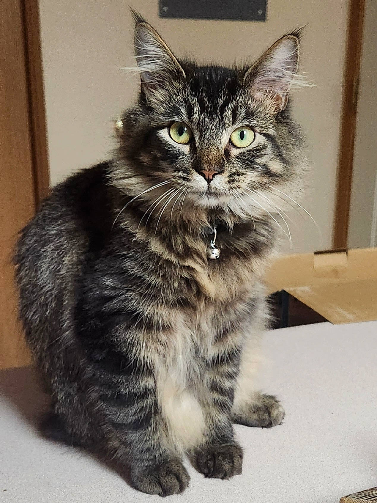 Rocket is registered to the contest to win money with this photo: box, carnivore, cat, claw, domestic_short_haired_cat, felidae, fur, iris, paw, small_to_medium_sized_cats, snout, tail, whiskers, window