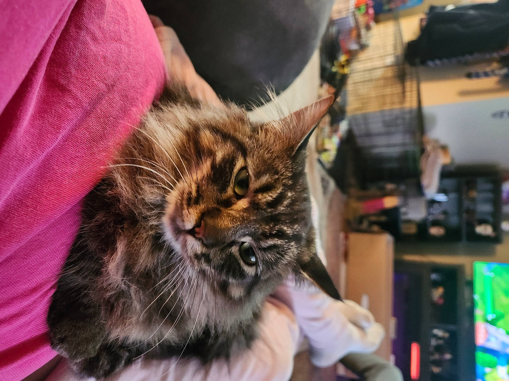 Rocket joined the competition — help win amazing prizes! carnivore, cat, claw, comfort, domestic_short_haired_cat, ear, felidae, fur, paw, sitting, small_to_medium_sized_cats, whiskers