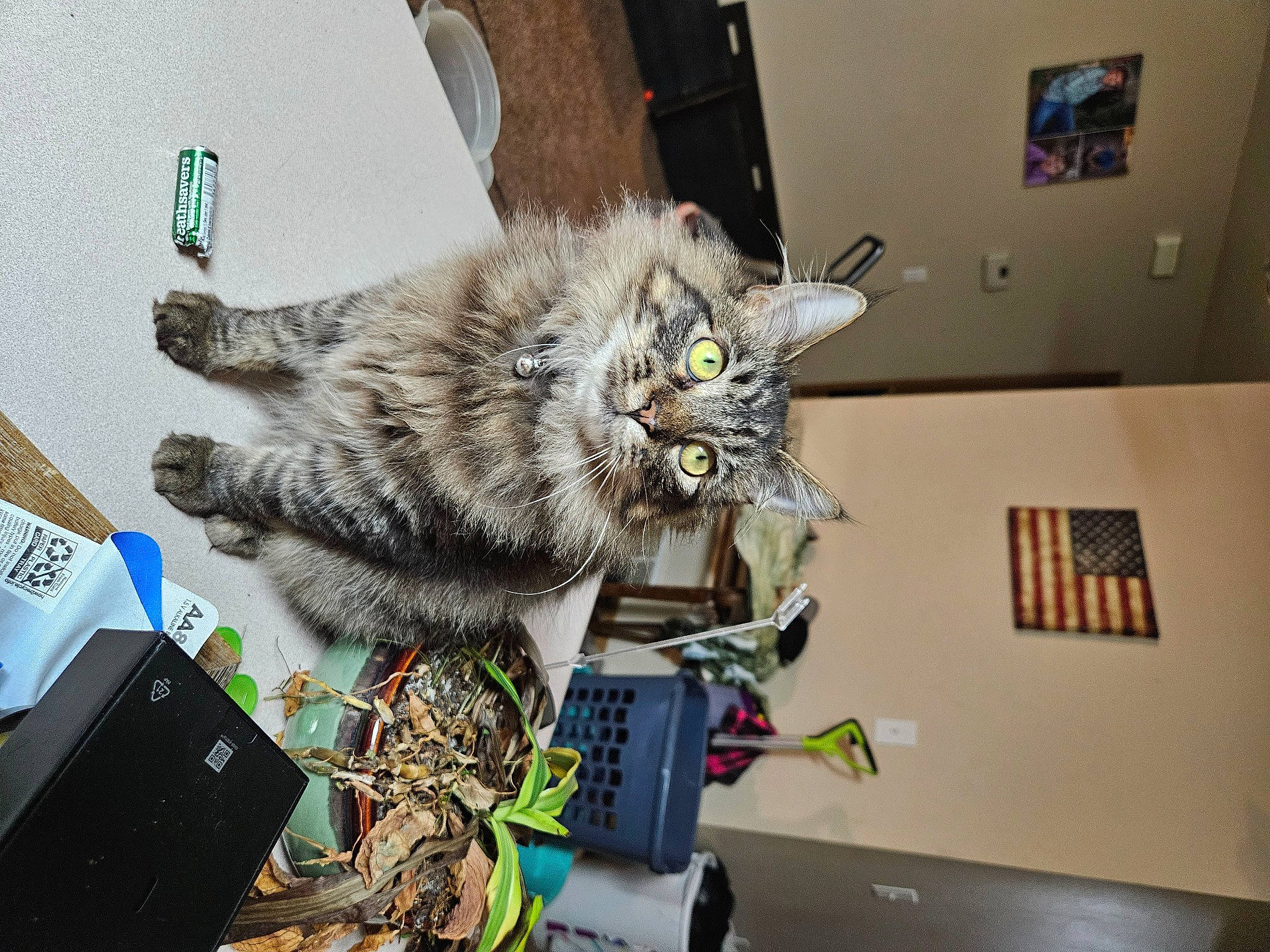 Rocket is registered to the contest to win money with this photo: box, british_longhair, carnivore, cat, computer_hardware, domestic_short_haired_cat, felidae, fur, office_supplies, picture_frame, room, shipping_box, small_to_medium_sized_cats, tail, vehicle, whiskers, wire
