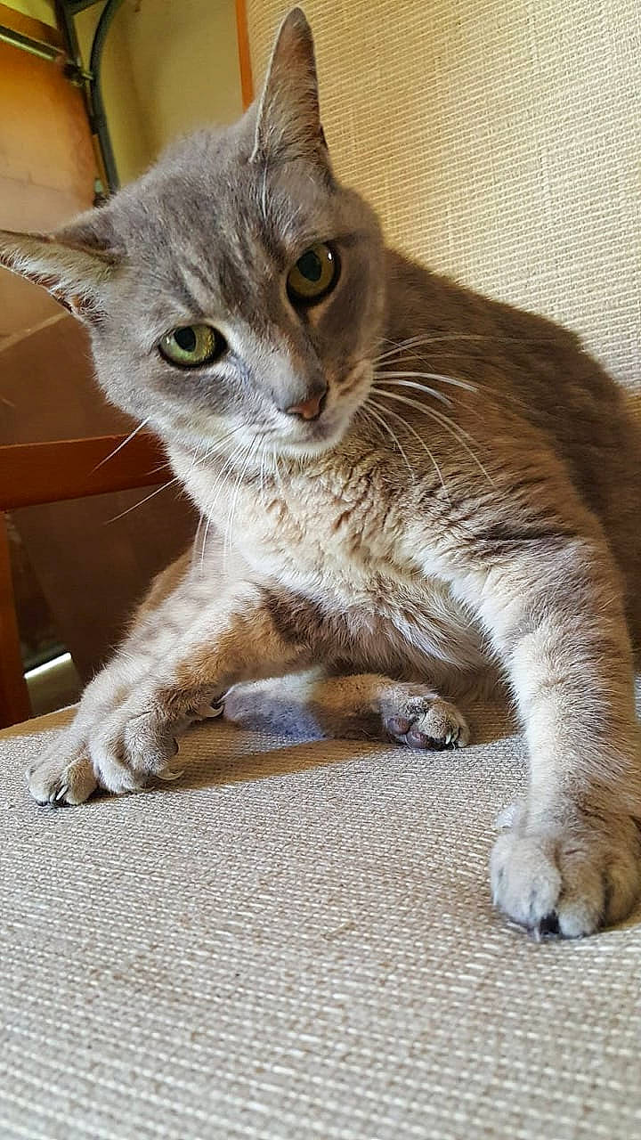 Mouse joined the competition — help win amazing prizes! aegean_cat, arabian_mau, asian, australian_mist, carnivore, cat, domestic_short_haired_cat, european_shorthair, fawn, felidae, german_rex, kitten, mammal, polydactyl_cat, singapura, small_to_medium_sized_cats, snout, tabby_cat, vertebrate, whiskers