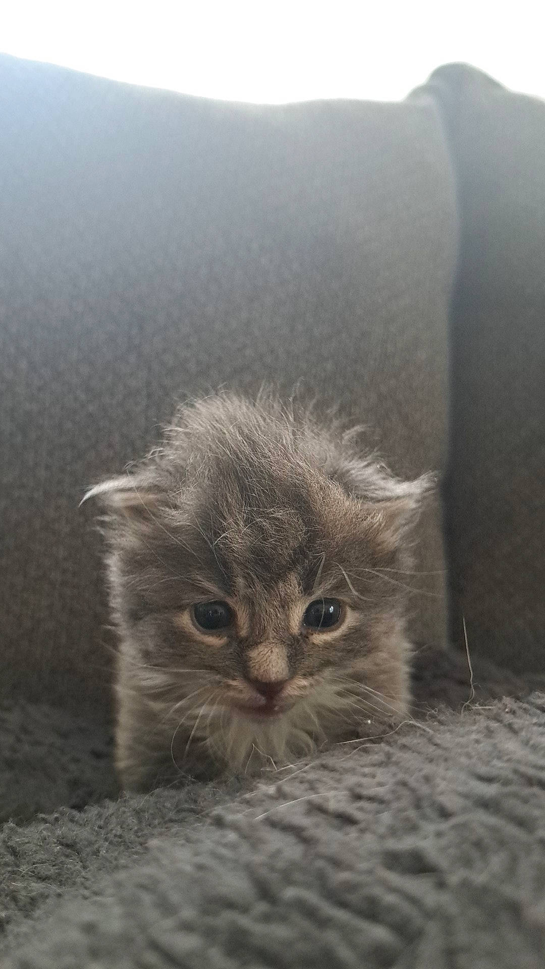 Chowder joined the competition — help win amazing prizes! carnivore, cat, felidae, fur, grey, paw, plant, small_to_medium_sized_cats, snout, soil, terrestrial_animal, whiskers, wildlife, window