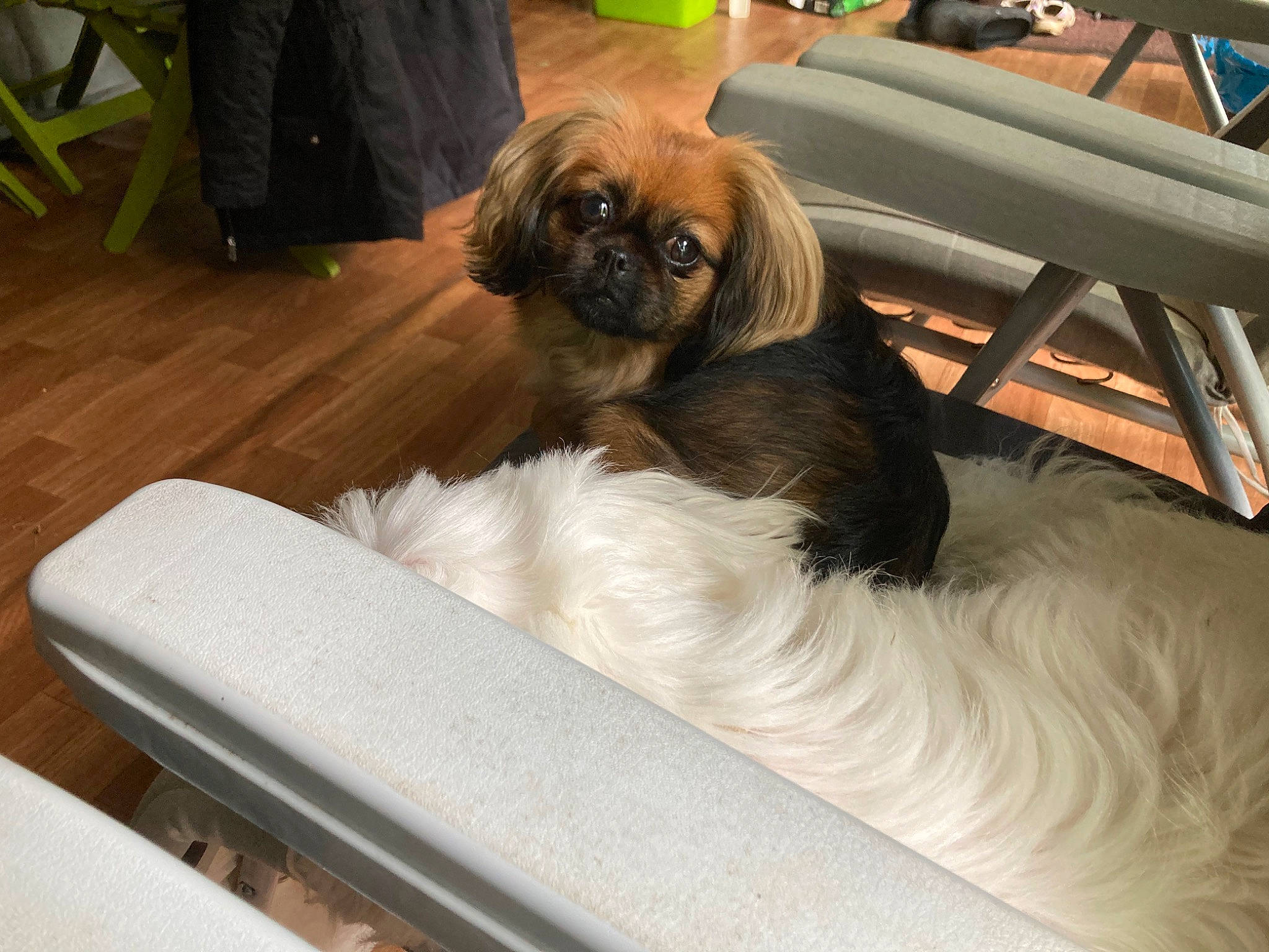 Nina a rejoint le concours — aidez-le/la à gagner de superbes lots ! canidae, carnivore, comfort, companion_dog, dog, dog_breed, fawn, flooring, fur, hardwood, japanese_chin, liver, paw, pekingese, pug, snout, sporting_group, toy_dog, wood, working_animal