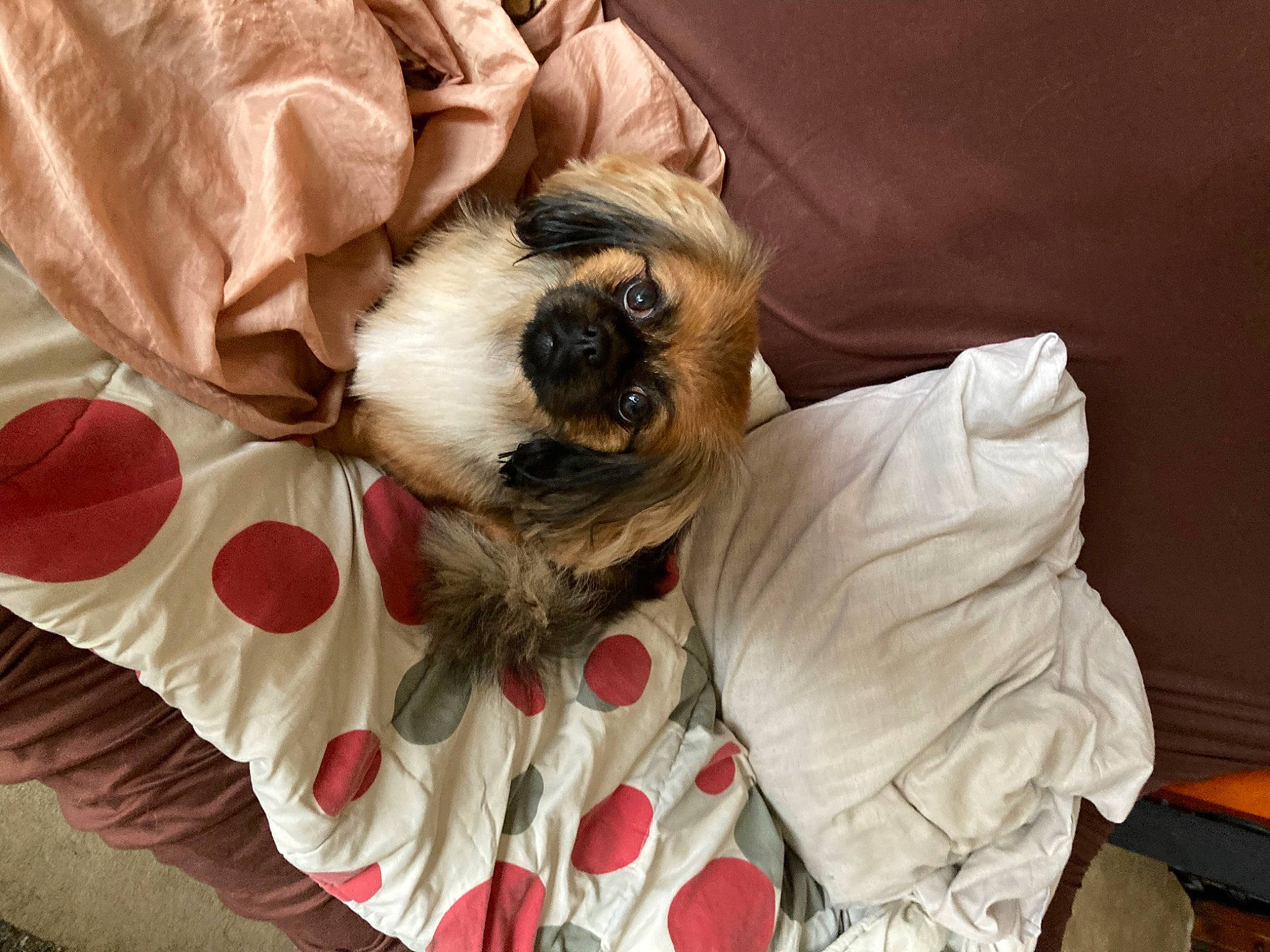 Nina a rejoint le concours — aidez-le/la à gagner de superbes lots ! bedding, canidae, carnivore, comfort, companion_dog, dog, dog_breed, dog_supply, duvet, fawn, felidae, flooring, fur, linens, pattern, snout, sporting_group, toy_dog, whiskers, working_animal