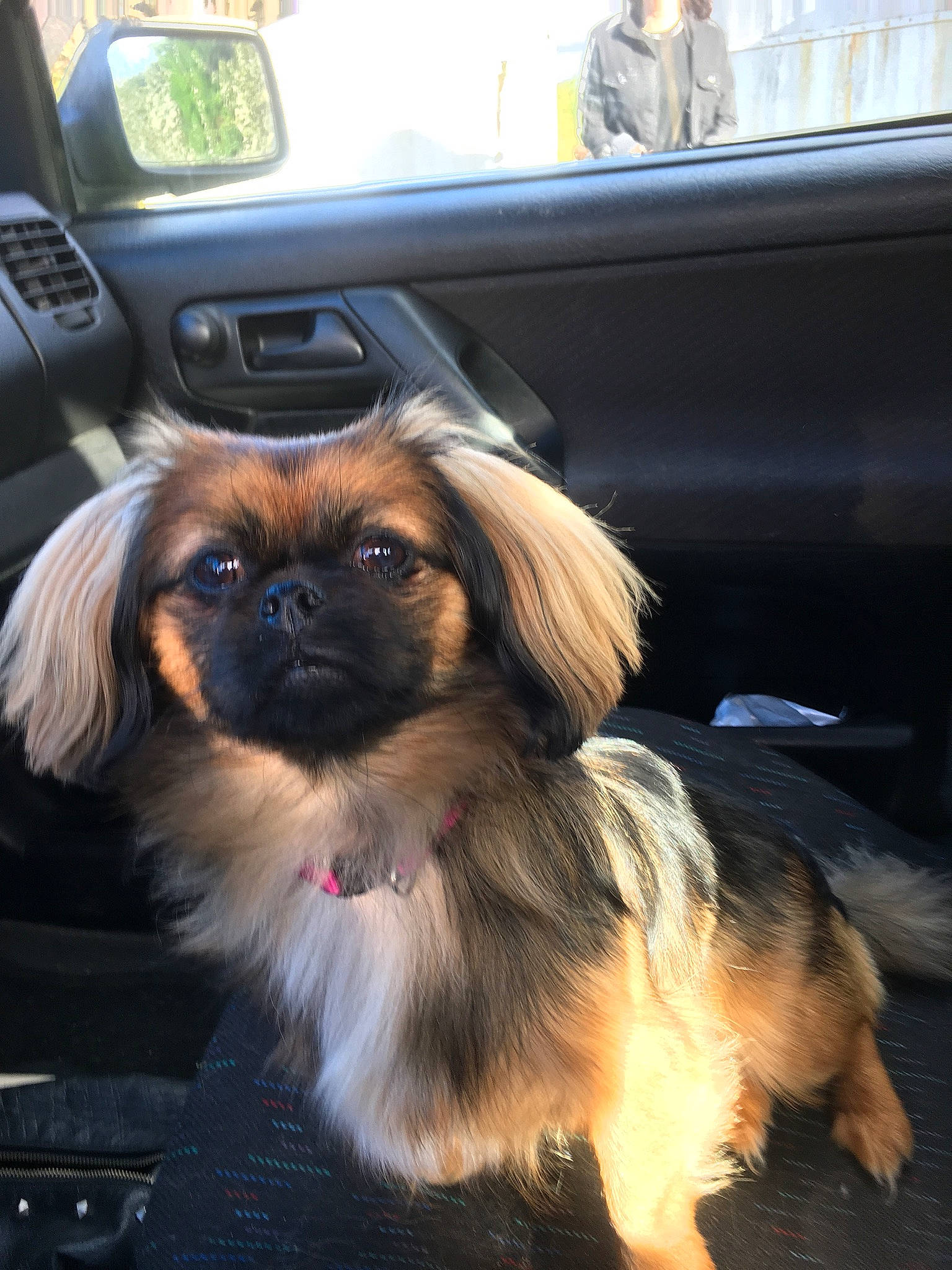 Nina participe au concours pour gagner de l'argent avec cette photo : automotive_exterior, automotive_mirror, car, carnivore, companion_dog, dog, dog_breed, dog_supply, door, fawn, fur, japanese_chin, liver, mirror, pekingese, snout, sporting_group, toy_dog, vehicle, windshield