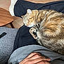 Nancy participe au concours pour gagner de l'argent avec cette photo : cat, tabby_cat, sleeping, curled_up, pet, lap, human_hand, sneaker, pants, tile_floor, coffee_table, indoor, cozy, fur, whiskers, relaxed, napping, domestic_animal, blanket, clothing