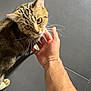 cat, tabby_cat, pet, feline, whiskers, green_eyes, human_hand, arm, bracelet, tile_floor, indoor, looking_up, stripes, paw, petting, close_up, domestic_animal, companion, interaction, curious