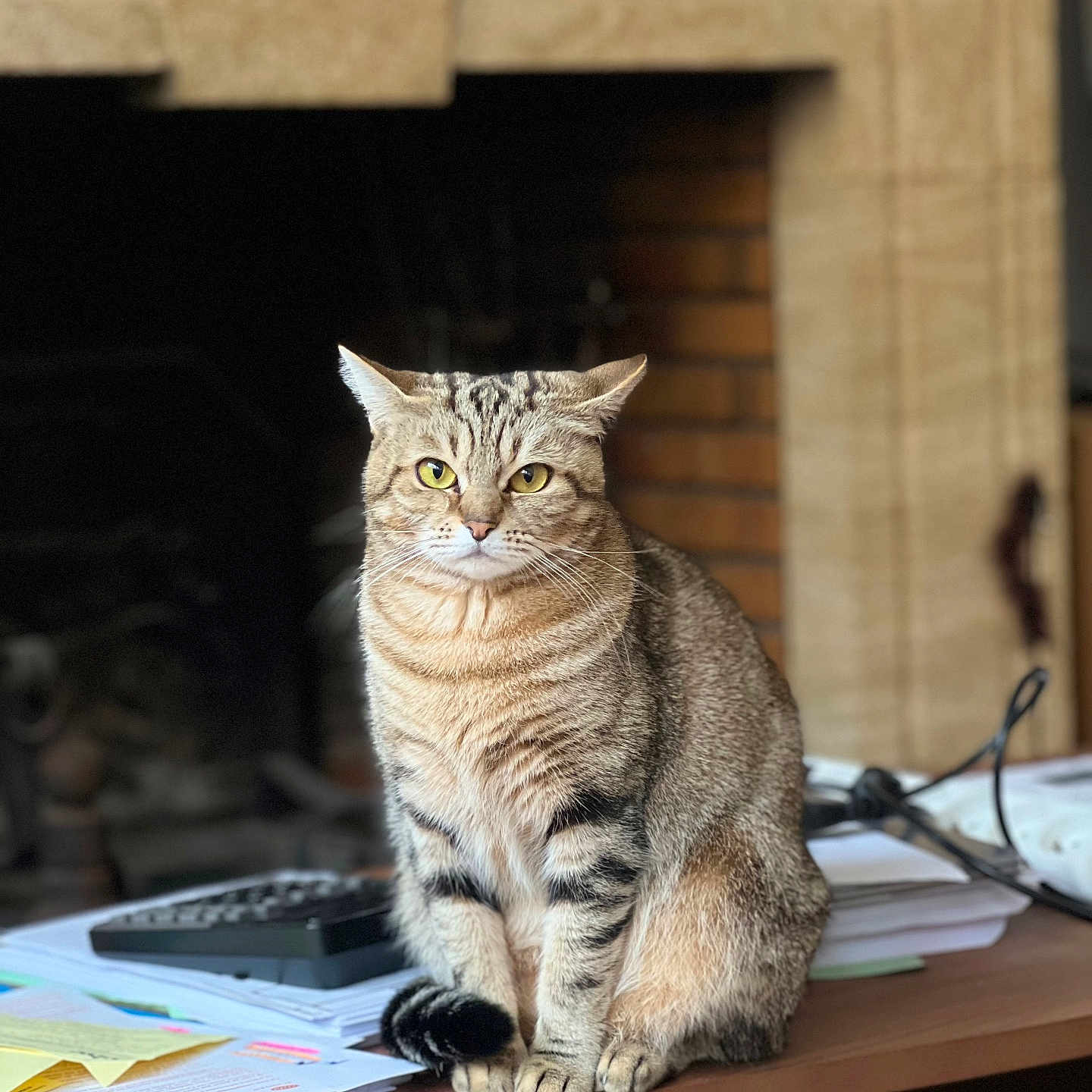Nancy participe au concours pour gagner de l'argent avec cette photo : blurred_background, cable, cat, cozy, domestic_animal, feline, fireplace, fur, home_office, indoor, papers, paws, pet, portrait, remote_control, sitting, tabby_cat, table, whiskers, yellow_eyes