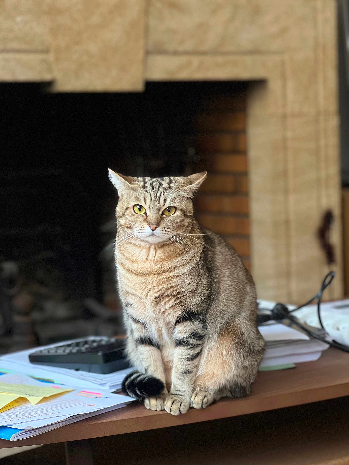 Nancy participe au concours pour gagner de l'argent avec cette photo : cat, tabby_cat, pet, indoor, fireplace, table, papers, remote_control, sitting, portrait, whiskers, yellow_eyes, fur, paws, feline, domestic_animal, cozy, blurred_background, home_office, cable