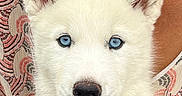 Yuki a rejoint le concours — aidez-le/la à gagner de superbes lots ! adorable, animal, blue_eyes, close_up, cute, dog, ears, face, fluffy, hand, holding, indoors, nose, patterned_clothing, person, pet, portrait, puppy, white_fur, young_dog