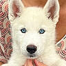 adorable, animal, blue_eyes, close_up, cute, dog, ears, face, fluffy, hand, holding, indoors, nose, patterned_clothing, person, pet, portrait, puppy, white_fur, young_dog