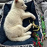 Yuki participe au concours pour gagner de l'argent avec cette photo : animal, cozy, curtains, cute, dog, domestic_animal, fur, indoor, pet_accessory, pet_bed, puppy, relaxing, resting, rope_toy, side_view, sleeping, tile_floor, toys, white_fur, young_dog