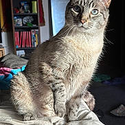 Tofu is registered to the contest to win money with this photo: animal, bed, blanket, blue_eyes, cat, cozy, domestic_cat, feline, fur, furniture, home, indoor, mammal, pet, portrait, relaxed, sitting, sunlight, tabby, whiskers
