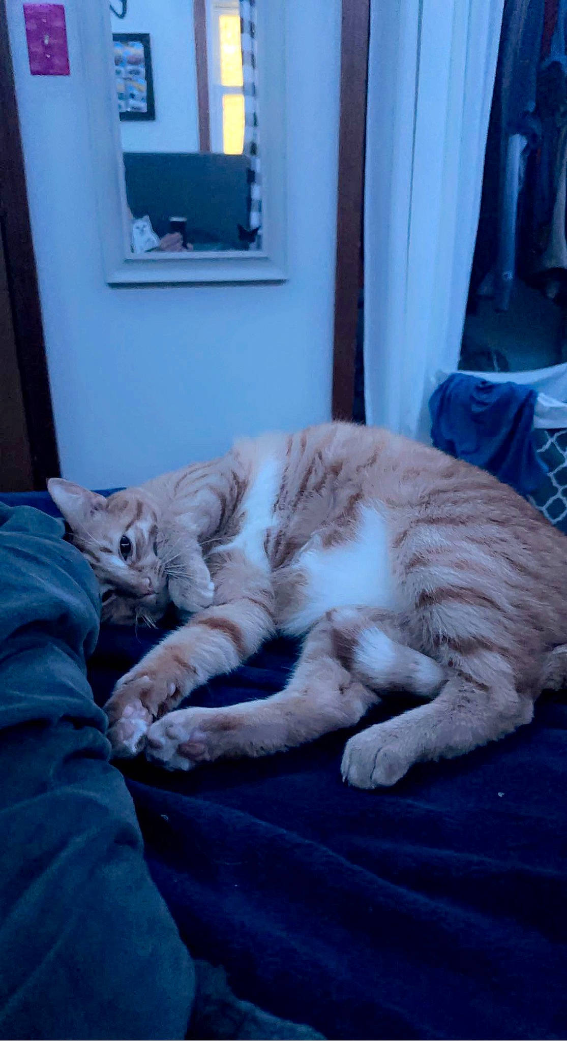 Milo joined the competition — help win amazing prizes! bed, bed_sheet, bedding, bedroom, blue, carnivore, cat, comfort, domestic_short_haired_cat, felidae, fur, grey, house, linens, mirror, room, small_to_medium_sized_cats, tail, textile, whiskers