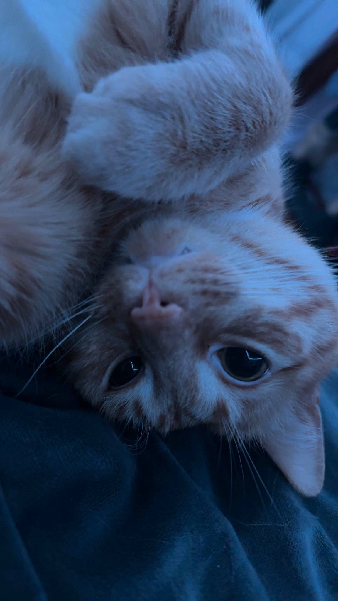 Milo joined the competition — help win amazing prizes! carnivore, cat, claw, comfort, domestic_short_haired_cat, ear, felidae, fur, gesture, head, human_body, nap, paw, small_to_medium_sized_cats, snout, terrestrial_animal, whiskers, wildlife