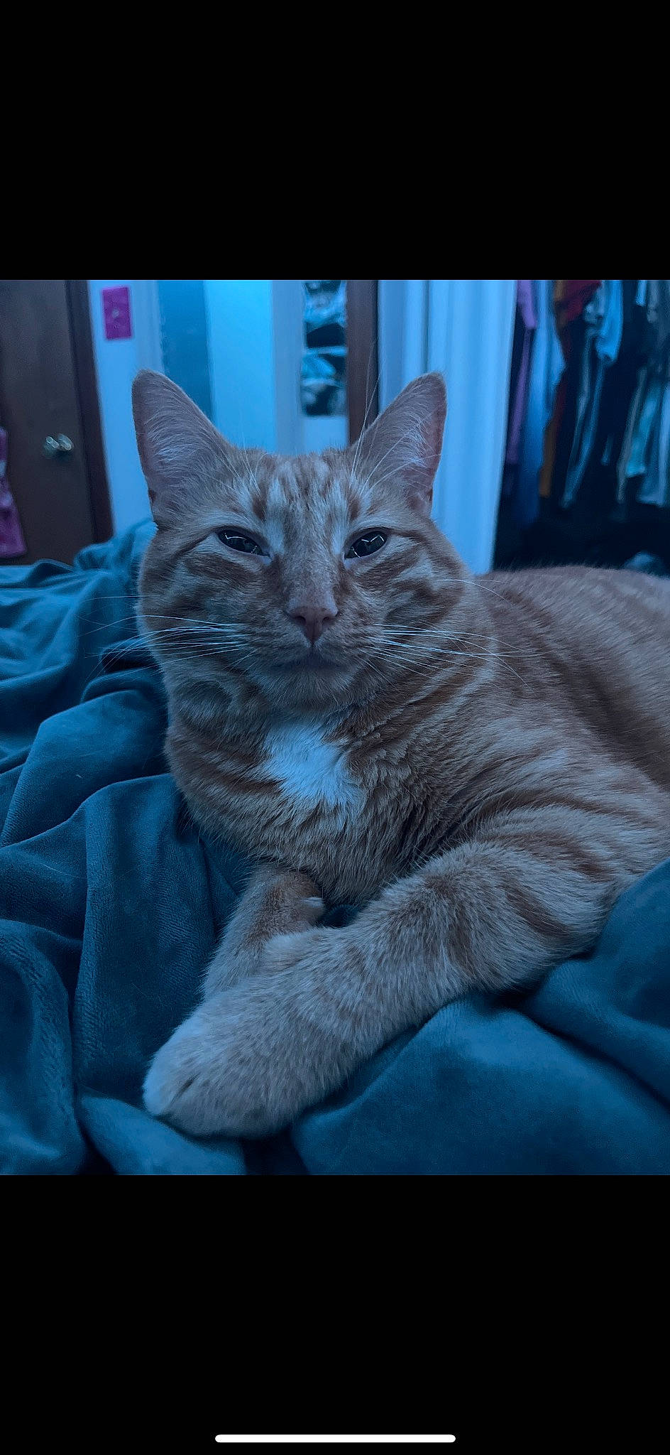 Milo joined the competition — help win amazing prizes! carnivore, cat, cat_supply, claw, comfort, domestic_short_haired_cat, electric_blue, felidae, fur, grey, paw, photo_caption, sitting, small_to_medium_sized_cats, snout, tail, whiskers, window