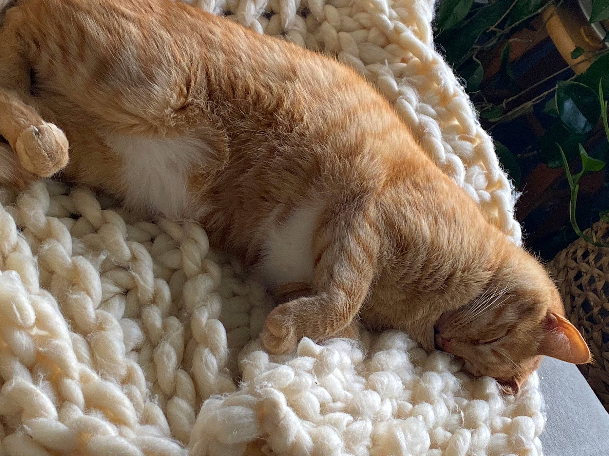Milo joined the competition — help win amazing prizes! claw, close_up, comfort, fawn, felidae, flowerpot, fur, human_leg, linens, nap, paw, small_to_medium_sized_cats, snout, tail, terrestrial_animal, whiskers, wildlife, wool, woolen, woven_fabric