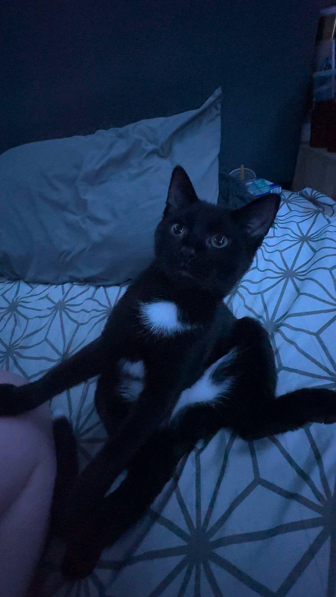 Colt joined the competition — help win amazing prizes! black_cat, carnivore, cat, comfort, darkness, domestic_short_haired_cat, electric_blue, felidae, fur, grey, linens, mammal, monochrome_photography, small_to_medium_sized_cats, snout, tail, tints_and_shades, vertebrate, whiskers, window