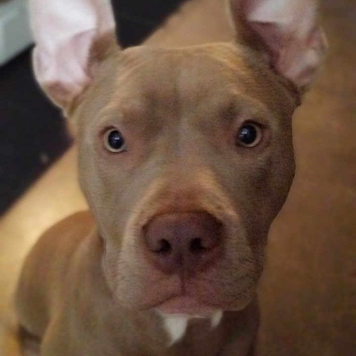 Athéna participe au concours pour gagner de l'argent avec cette photo : animal, ball, boxer, bulldog, canine, dog, face, frenchbulldog, head, hound, husky, indoors, person, pet, photography, pitbull, portrait, puppy, purple, snout