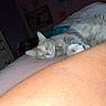 Rocksie Russell joined the competition — help win amazing prizes! cat, gray_cat, sleeping, pet, bed, bedroom, human_leg, foreground, cozy, indoors, home, blanket, pillow, relaxed, resting, whiskers, fur, domestic_animal, flash_photography, casual_photo