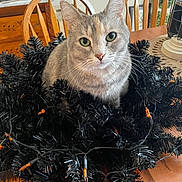 Rocksie Russell is registered to the contest to win money with this photo: cat, kitten, animal, pet, gray_cat, green_eyes, whiskers, ears, fur, portrait, close_up, christmas, christmas_tree, tinsel, holiday, string_lights, indoors, dining_room, wooden_table, wooden_chairs
