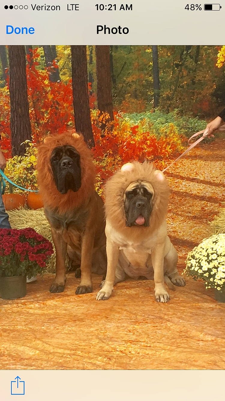 Hercules joined the competition — help win amazing prizes! annual_plant, art, canidae, carnivore, companion_dog, dog, dog_breed, fawn, flower, flowerpot, hardwood, houseplant, liver, painting, plant, sporting_group, toy_dog, tree, wood, working_animal