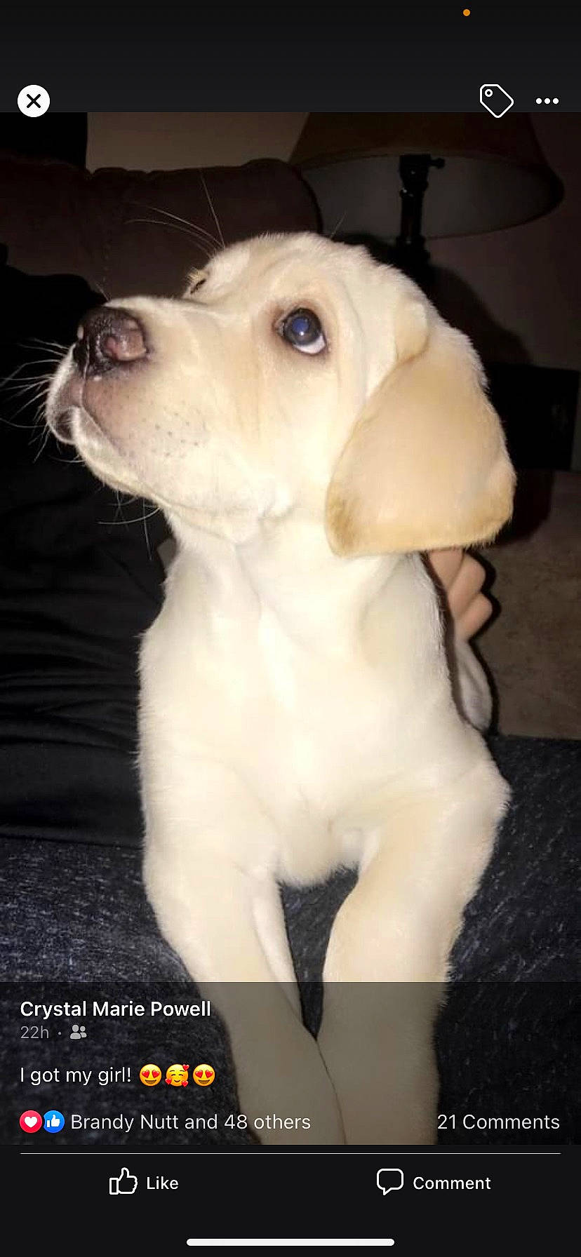 Kimber is registered to the contest to win money with this photo: canidae, carnivore, collar, companion_dog, dog, dog_breed, dog_collar, fawn, fur, gun_dog, non_sporting_group, pet_supply, puppy, snout, sporting_group, tail, toy_dog, whiskers, working_animal