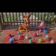 Cookie joined the competition — help win amazing prizes! dog, brown_dog, easter_eggs, plastic_eggs, confetti, porch, gate, fence, grass, stuffed_animal, pink_bunny, outdoor, sunlight, pet, animal, holiday, celebration, toy, colorful, small_dog