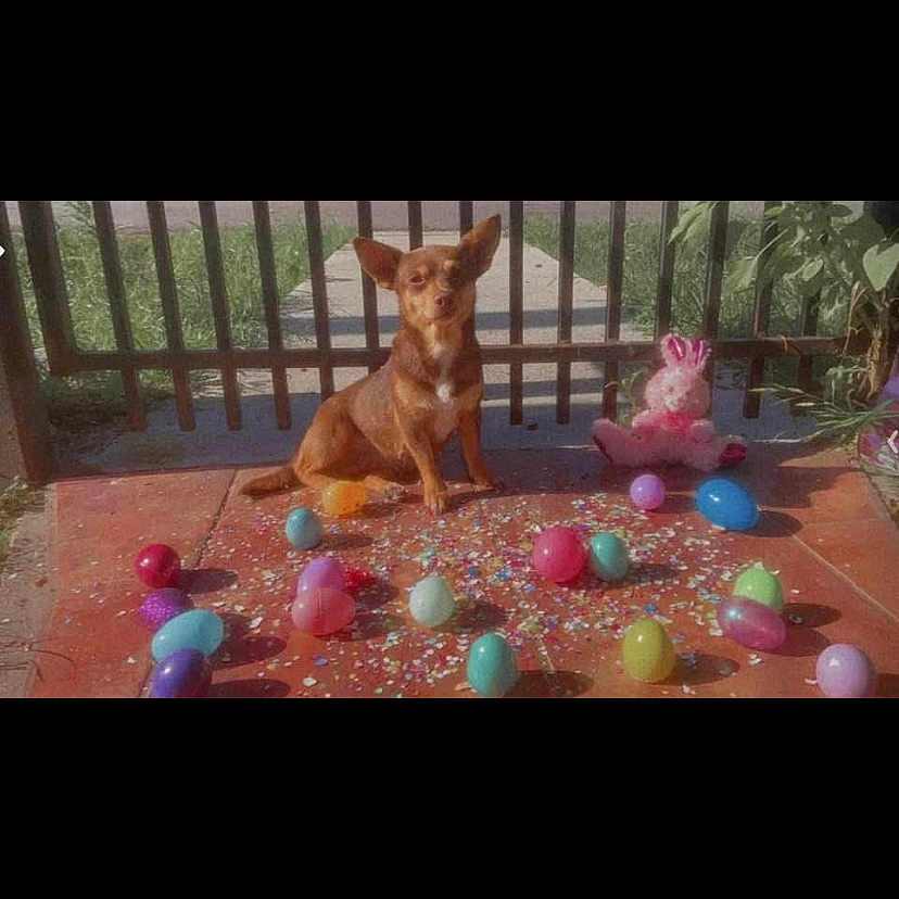 Cookie joined the competition — help win amazing prizes! animal, brown_dog, celebration, colorful, confetti, dog, easter_eggs, fence, gate, grass, holiday, outdoor, pet, pink_bunny, plastic_eggs, porch, small_dog, stuffed_animal, sunlight, toy