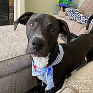 Neo joined the competition — help win amazing prizes! dog, black_dog, bandana, living_room, couch, furniture, pet, animal, indoors, carpet, curious, ears, tail, white_chest, looking, close_up, domestic_animal, household, companion, canine