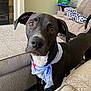dog, black_dog, bandana, living_room, couch, furniture, pet, animal, indoors, carpet, curious, ears, tail, white_chest, looking, close_up, domestic_animal, household, companion, canine